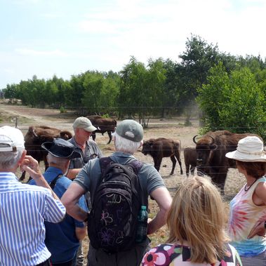 In der Döberitzer Heide traf die Gemeinschaft auf die größten Bewohner der Wildniskernzone -Wisente. Foto: Heinz Sielmann Stiftung 