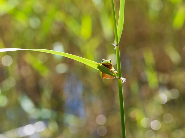 Ein Laubfrosch sitzt in der Gabelung von Blatt und Stengel an einem Gewässer.