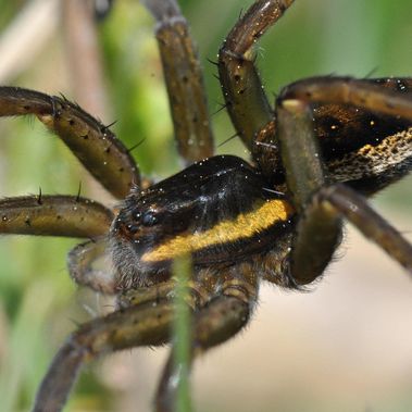 Die Gerandete Jagdspinne lebt in strukturreichen Feuchtgebieten, so auch im Ferbitzer Bruch. Es ist unsere größte einheimische Spinne. Sie gilt in Brandenburg als gefährdet (Rote Liste 3) und steht in Deutschland auf der Vorwarnliste.