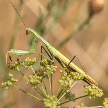 Gottesanbeterin (Mantis religiosa), Foto: Ralf Donat