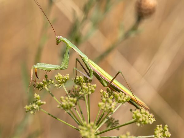 Gottesanbeterin (Mantis religiosa), Foto: Ralf Donat