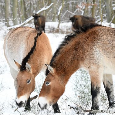 Wisente und Przewalskipferde im ersten Schnee 2021 in der Kernzone der Döberitzer Heide. Vom Wanderweg am Zaun der Kernzone entlang können die großen Pflanzenfresser beobachtet werden.