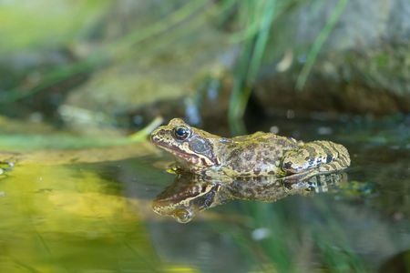 Frosch sitzt im Wasser und ist seitlich zu sehen