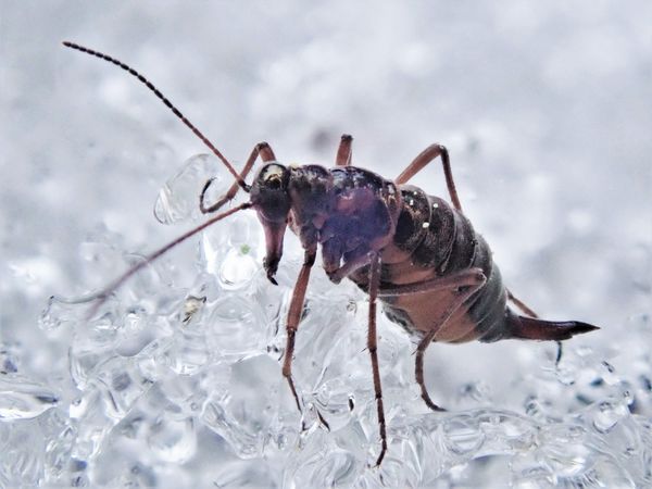 Schneefloh oder Winterhaft (Boreus hyemalis) in Sielmanns Naturlandschaft Kyritz-Ruppiner Heide.