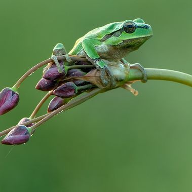 Laubfrosch auf Pflanzenstengel sitzend.