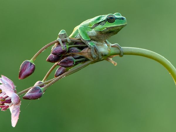 Laubfrosch auf Pflanzenstengel sitzend.