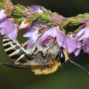 Heidekraut-Seidenbiene (Colletes succinctus) in der Heideblüte. Foto: Dr. Hannes Petrischak