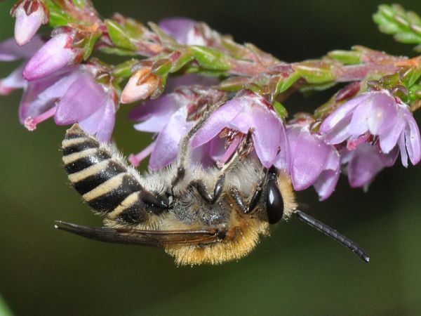 Heidekraut-Seidenbiene (Colletes succinctus) in der Heideblüte. Foto: Dr. Hannes Petrischak