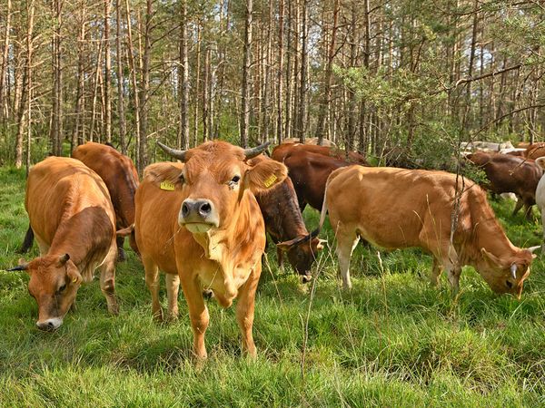 Murnau-Werdenfelser-Rinder grasen auf der Pupplinger Au.