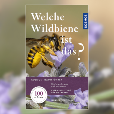 Entdecken Sie die Vielfalt der Wildbienen! Jetzt im Handel erhältlich!